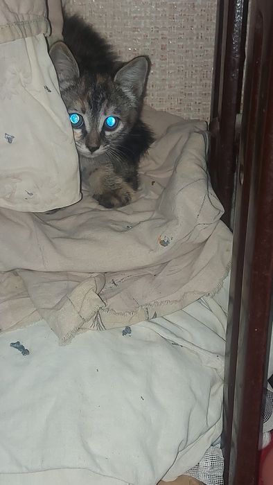 Домашние животные