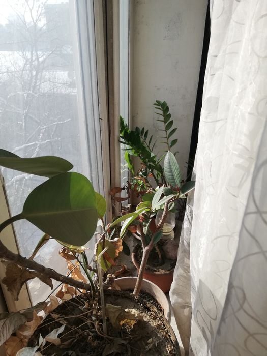 Комнатные цветы продам