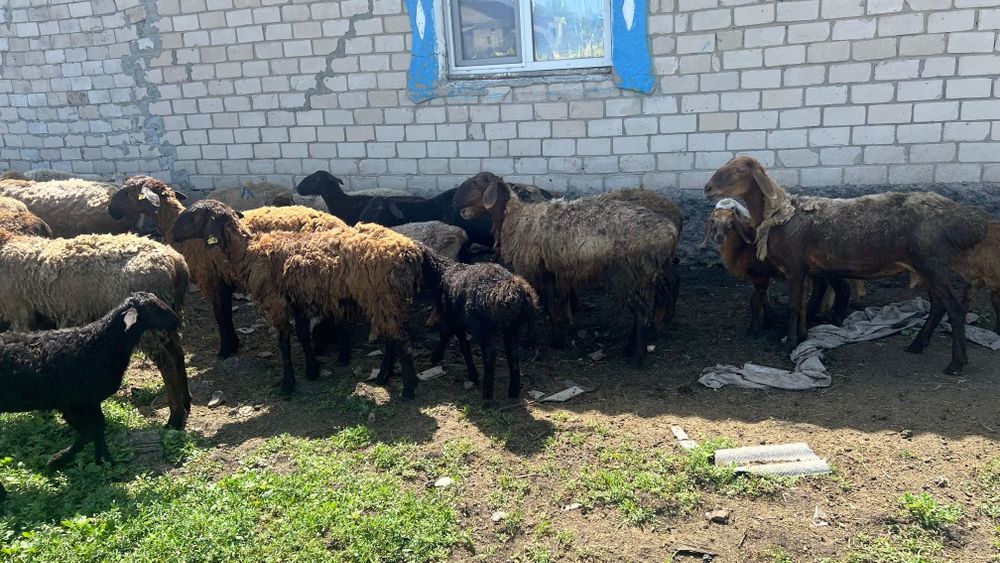 Продам овечек на развод.