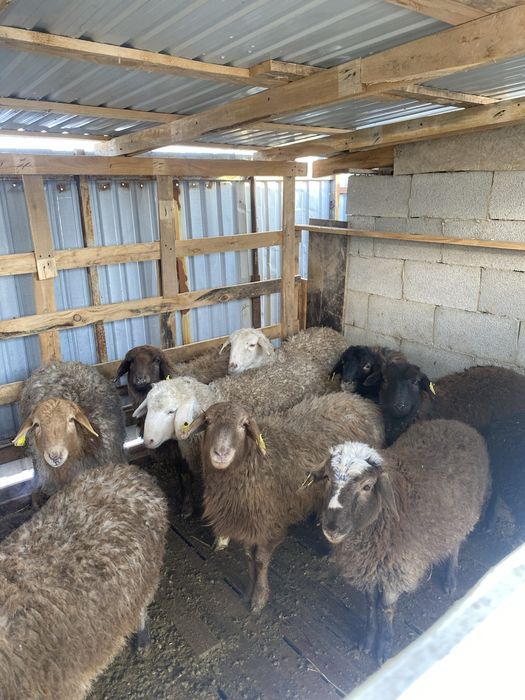 Қой сатылады оптом