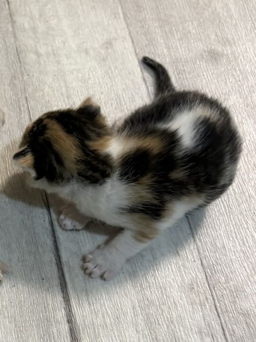 Отдам котенка девочку