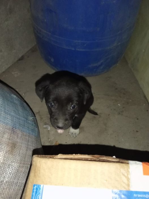 Отдаем в добрые руки  щенок мальчик