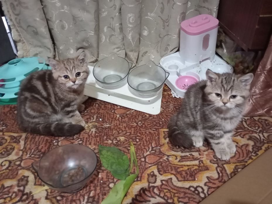 Очаровательные котята ищут заботливых хозяев!