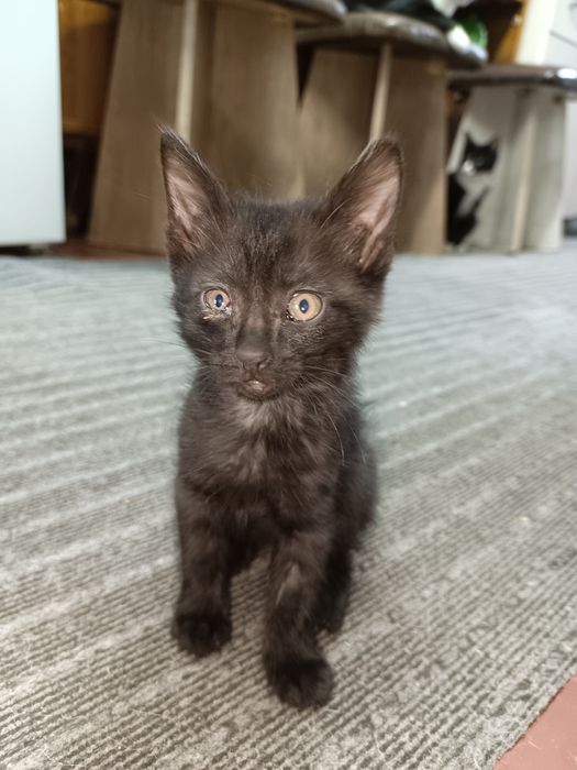 Отдам котят в добрые и надёжные руки !!!