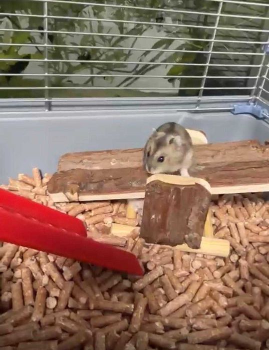 animale de companie