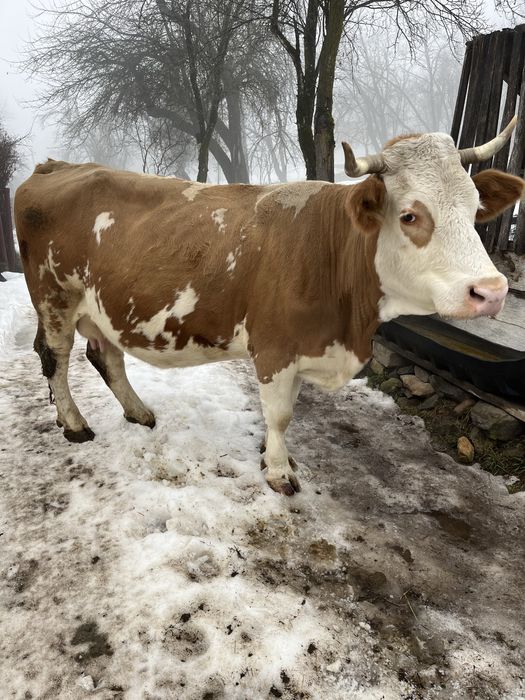 Vacă de vanzare gestantă