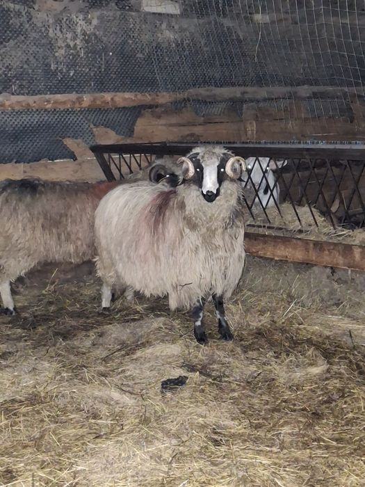 Vând 2 noatinii sau schimb pe oii