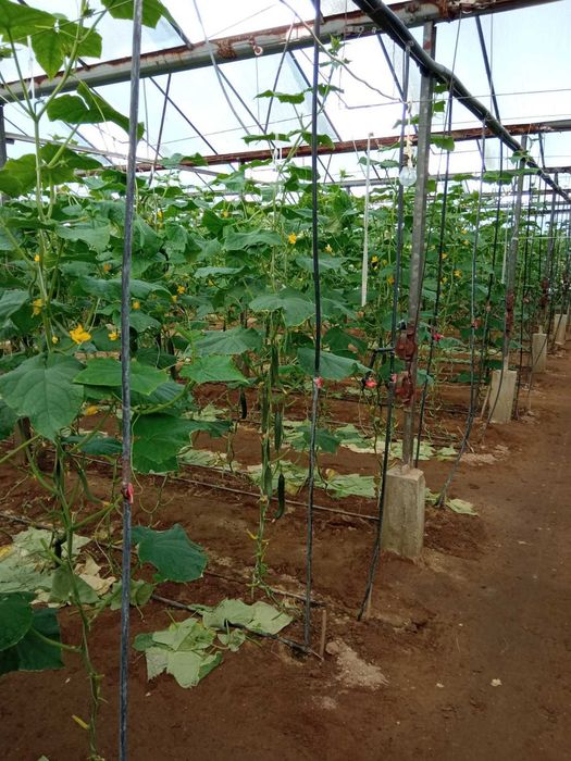 Стъклена оранжерия