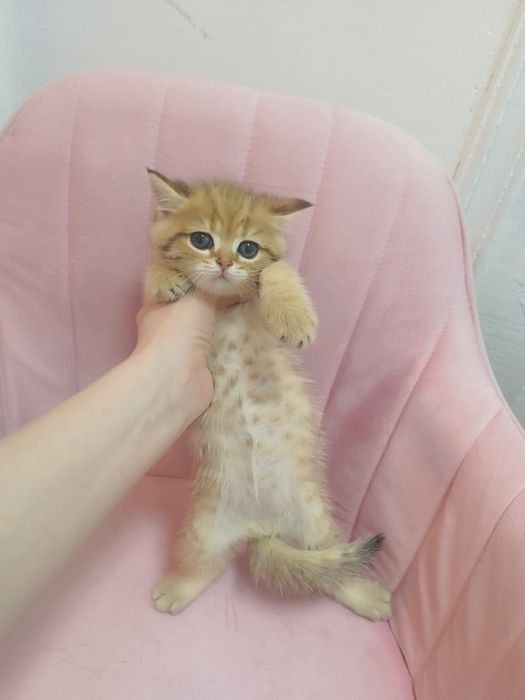 Золотая шиншилла ny11