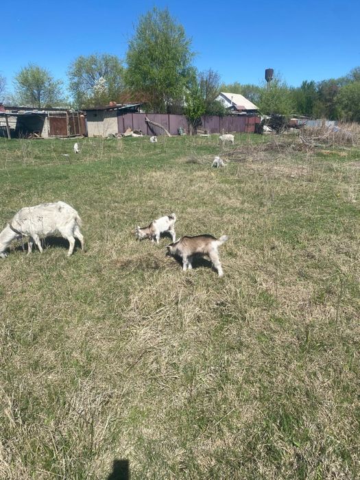 Продам 11 козы , 18 козлят , 1 козла.