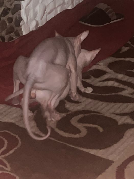 Готовятся к продаже котята сфинска