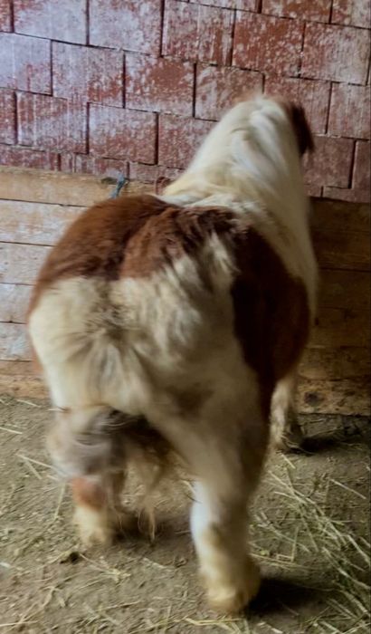 De vnzare ponei de 4 anisori sau schimb