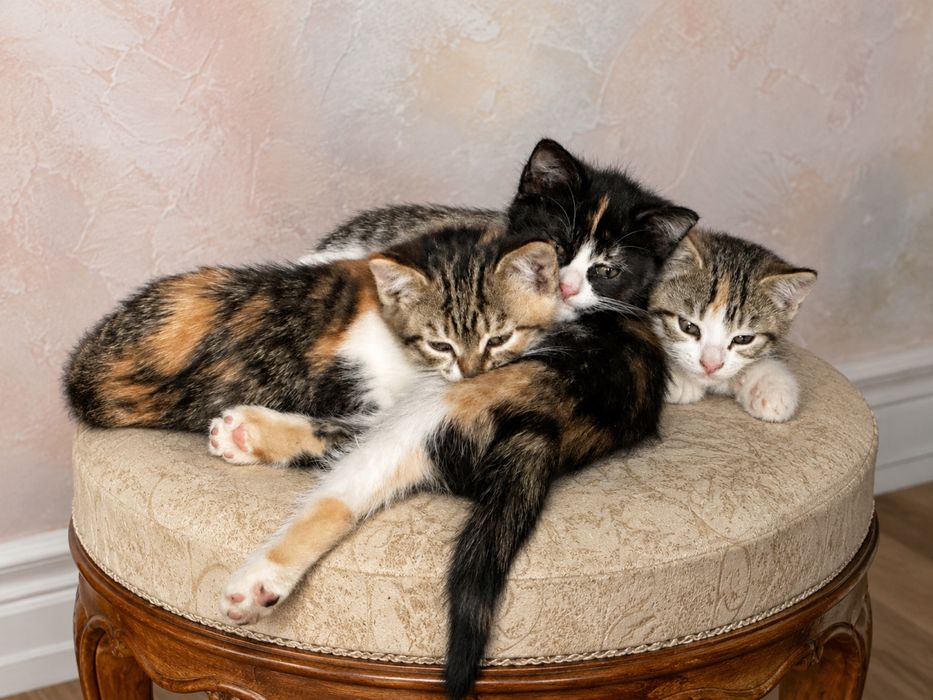 Отдаю котят в добрые руки