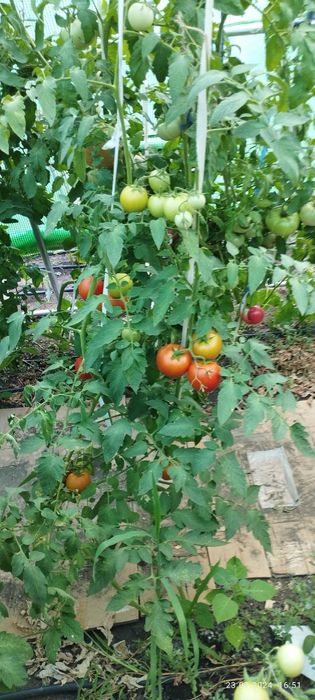 продавам 3 оранжерии 80кв.м.