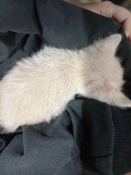 Отдаём котёнка. Бесплатно!