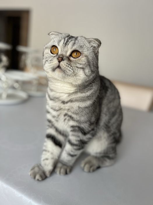 Кот вислоухий шотландец