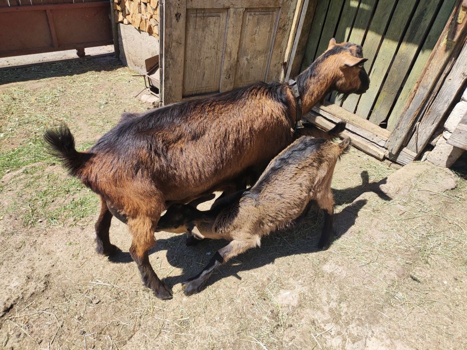 Iezi de rasă pură Alpina Franceză (4 țapi și o ieduță)