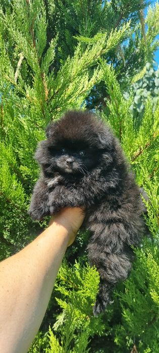 Померан померанче