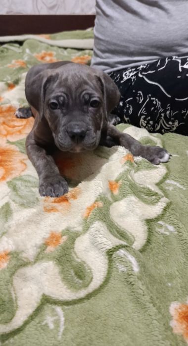 Кане-корсо резерв