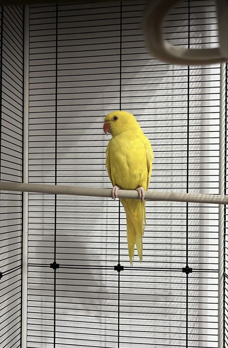 Papagal micul alexandru cu cusca