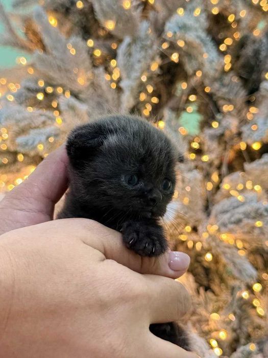 Пародистые кошки