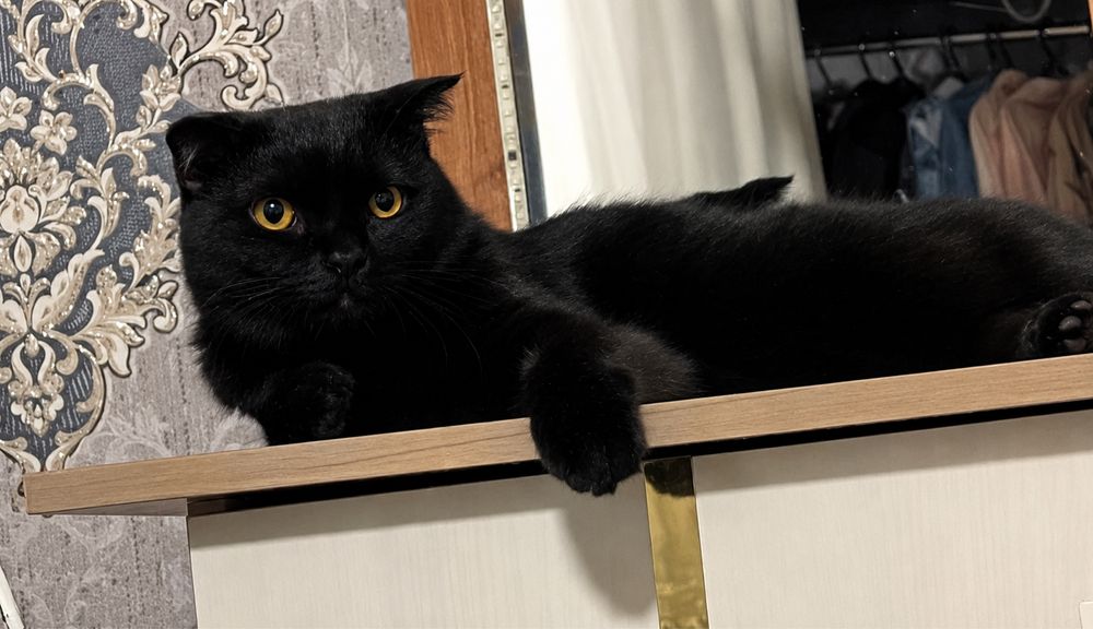 Mushuk sotiladi scottish fold