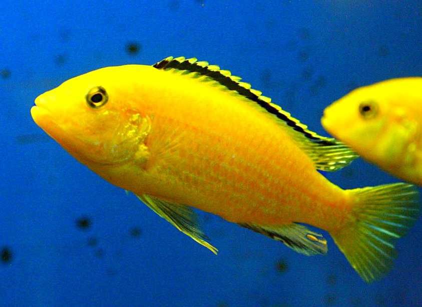 Аквариумная рыбка "Лабидохромис Еллоу"