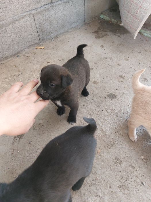 Отдам щенков бесплатно лабрадор