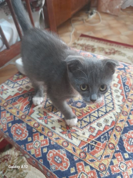 Отдам кошечку в добрые руки