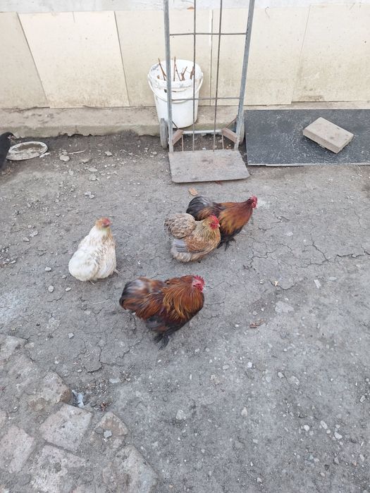 Vand 2 perechi cochinchina pitic