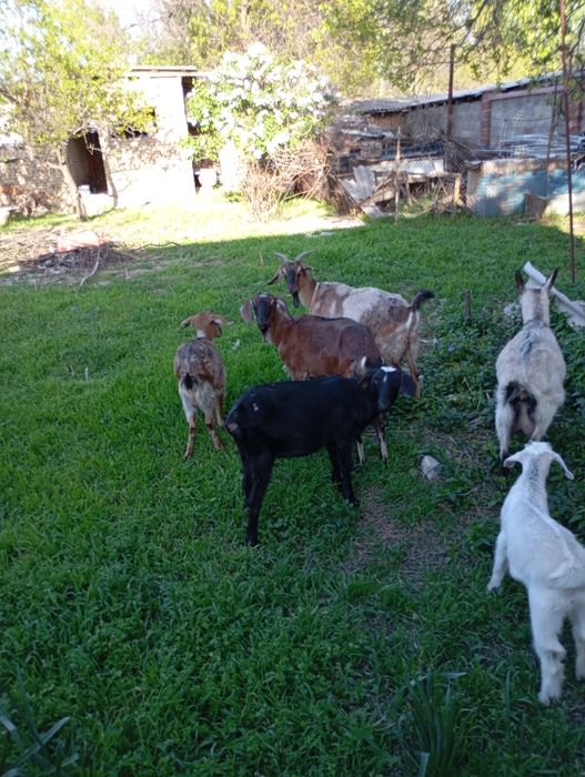 Англо-нубийские козлики