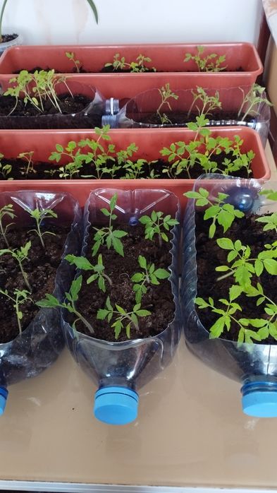 Рассады помидоров голландских