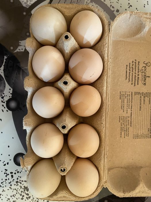 Vand oua pentru incubat si pentru consum