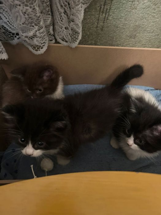 Котята в добрые руки