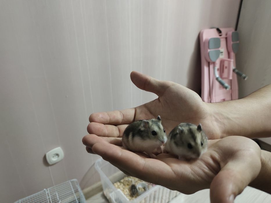 Хомяки без клеток