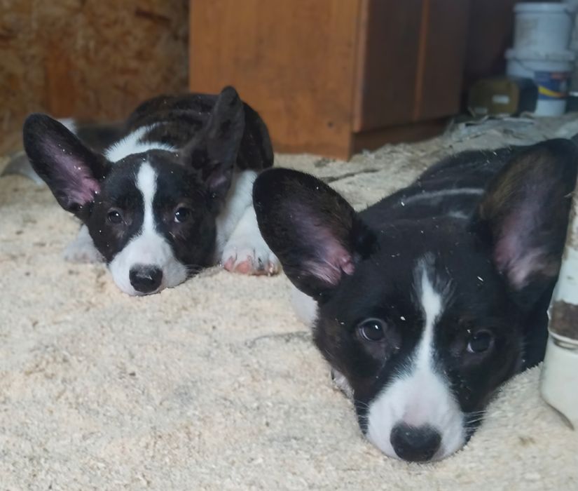 Щенки вельш корги кардиган