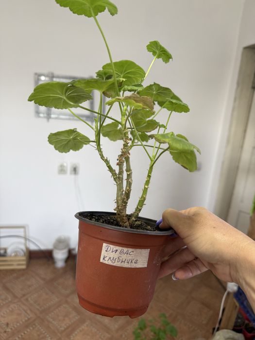 Продам комнатные цветы ,