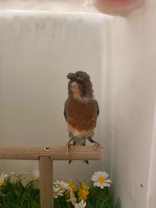 Canari arlechini portughezi