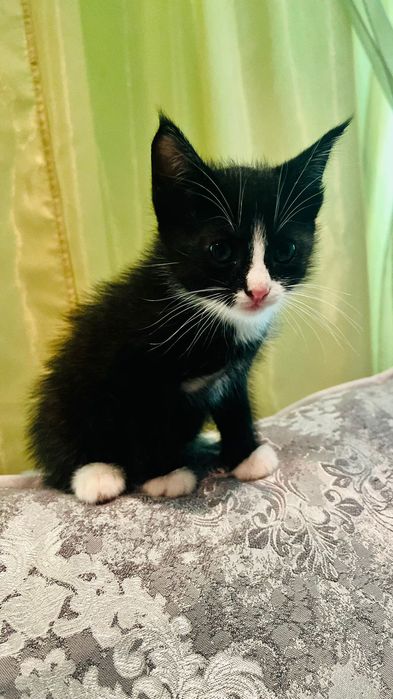 Отдам котят в добрые руки