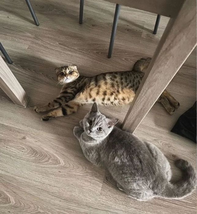 Бриатанские веслоухие девочки, 1.5 мес