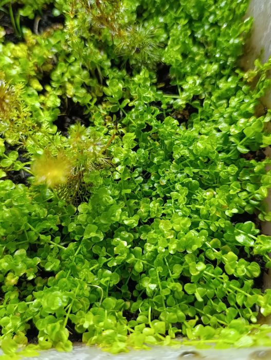 Plante de acvariu