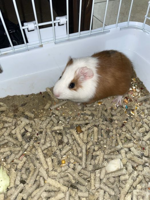 морская свинка