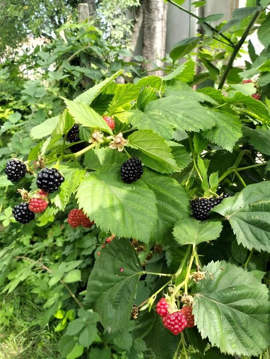 Butași mur fără țepi soiuri Navaho și Thornfree