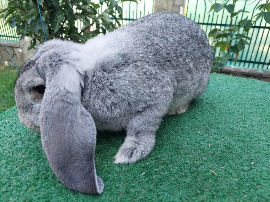 Iepuri berbec german și uriaș german