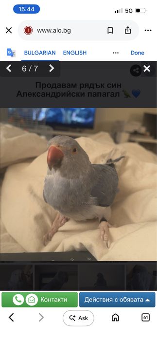 Продавам рядък син Александрийски папагал