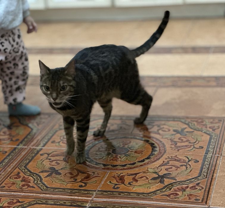 Котенок/кошка Бенгал