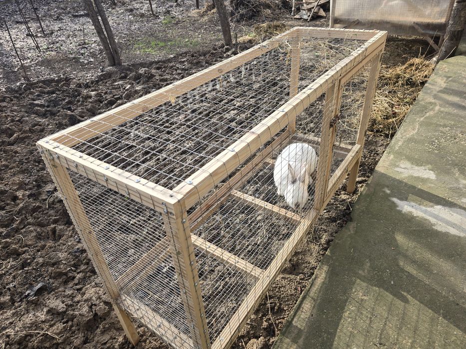 Quyonlar sotiladi. Куенлар бор хар хил. Кролики здоровые. Кролчата