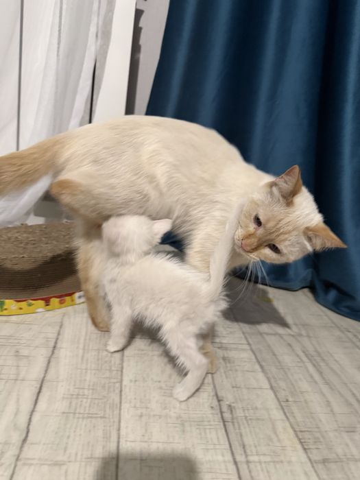 Котенок белый мальчик