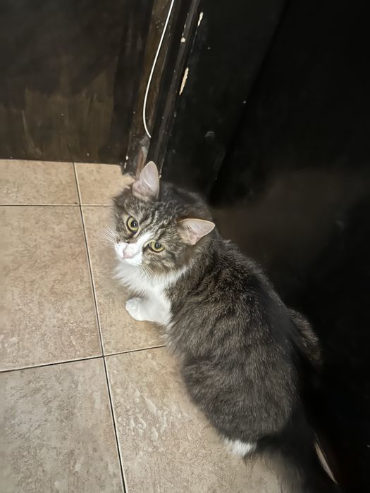 Подарявам котета