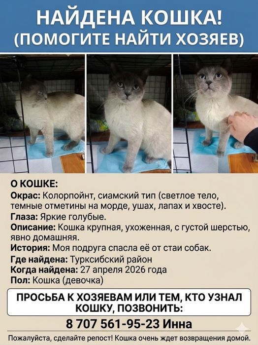 Найдена Кошка, может эта Ваша?